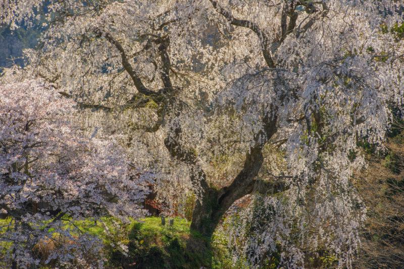 大照寺跡のしだれ桜| 