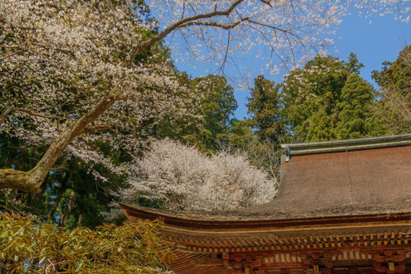 [ 室生寺の桜 ]  