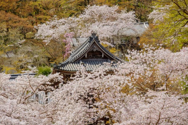 [ 長谷寺の桜 ]  