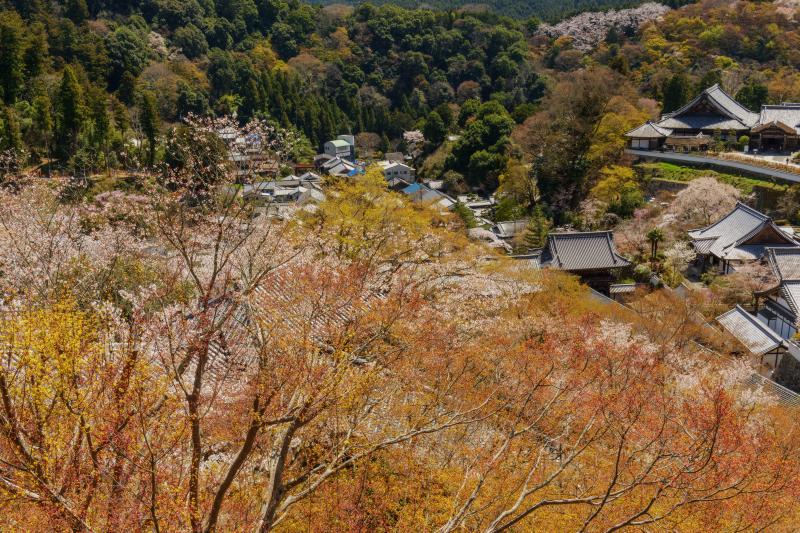 [ 長谷寺の桜 ]  