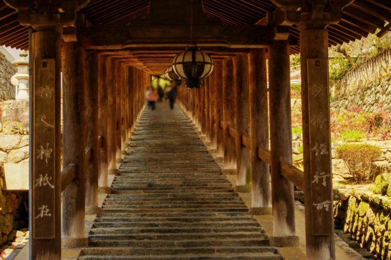 [ 長谷寺の桜 ]  