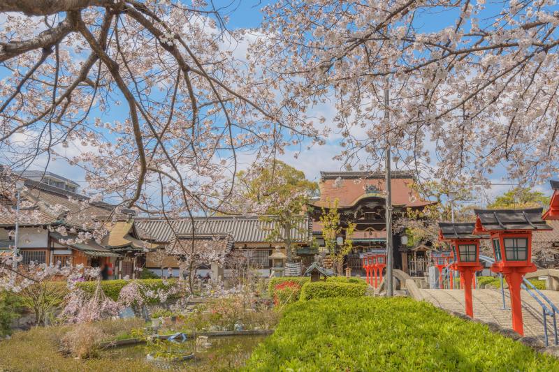 六孫王神社の桜| 