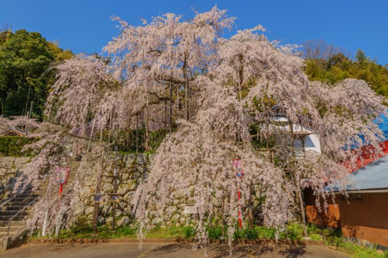 吉田のしだれ桜| 