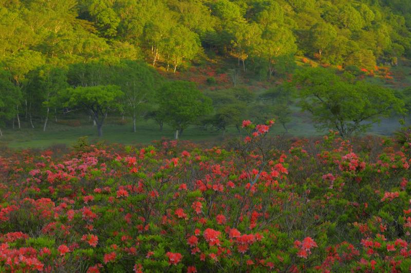 [ 白樺牧場 レンゲツツジ ]  