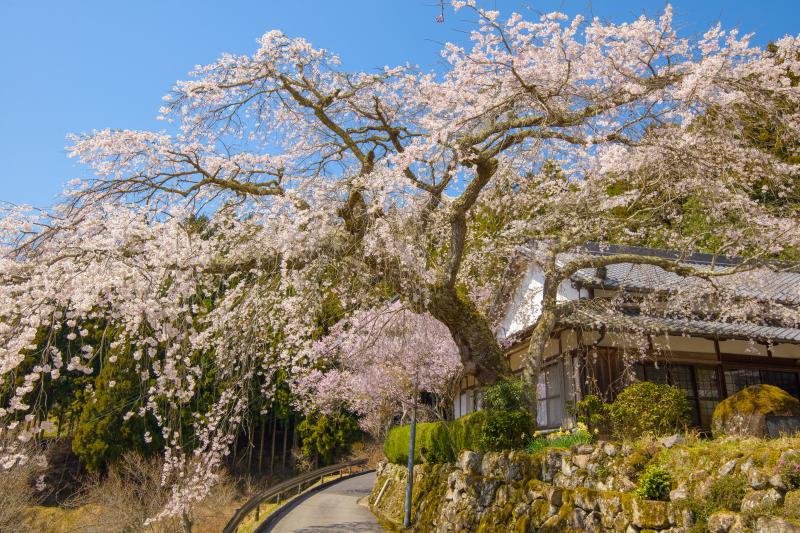 悟真寺のしだれ桜| 