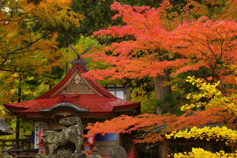 中野神社 紅葉| 雨でしっとりとした本殿とモミジ。美しい紅葉に囲まれて癒やされる空間になっていました。