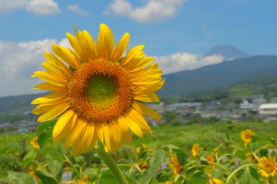 向日葵と富士| ひまわり畑の奥には富士山が見えます。向日葵と夏の雲、そして富士山のコラボが美しい。