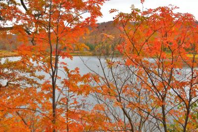 ダケカンバの黄色い紅葉が多い沼です。どころどころに赤い実を付けたナナカマドの葉が、真っ赤に紅葉していました。