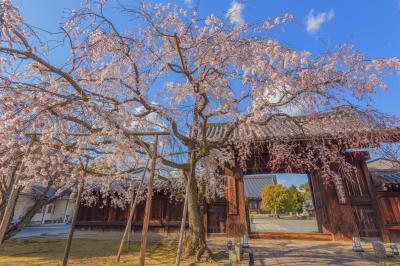 妙覚寺の桜| 