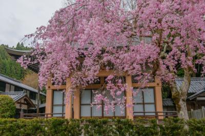 真楽寺の桜| 