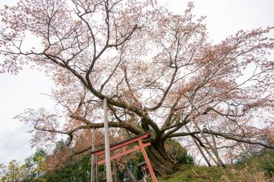 才谷の稲荷桜| 