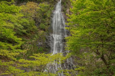 新緑萌える秘境で天から静かに降り注ぐ水の流れは、天然のミストシャワー。