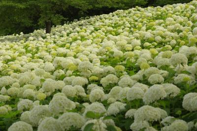 アナベルの群生| 真っ白な絨毯のような白いアジサイ「アナベル」の斜面。立体的に輝く紫陽花が美しい。