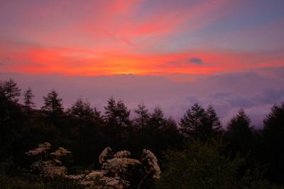 八ヶ岳ビューポイントは前景が小さなカラマツ林になります。柵のすぐ先には高山植物が咲いていました。