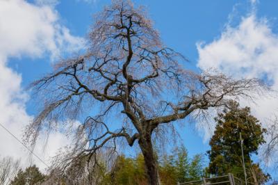 小原の極楽桜| 