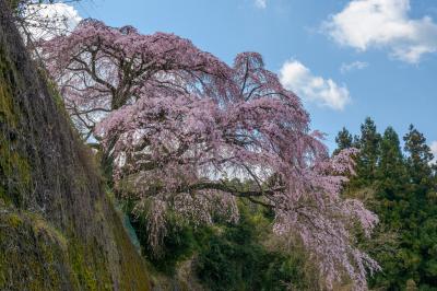 道路に枝を伸ばす栃原の桜| 桜の下を車が通過していきます。ユニークな枝垂桜でした。