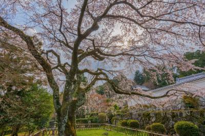 九品寺のしだれ桜| 