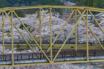 池原橋と下北山スポーツ公園の桜並木| 