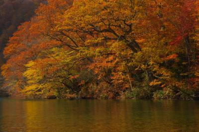 水面ギリギリまで紅葉で埋め尽くされています。美しい水と紅葉のコラボレーション。