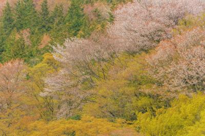鳥見山公園の山桜| 