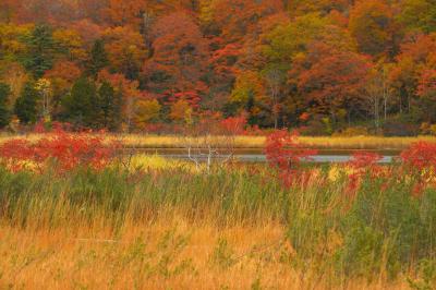 沼の紅葉風景| 紅葉のピークが過ぎ、晩秋の雰囲気の大沼。草紅葉が美しい沼です。