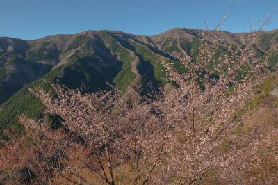 ナメゴ谷 春| 撮影ポイントには山桜が咲いていました。