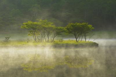 スポットライト| 早朝、水面から朝霧が湧き上がり、差し込んでくる朝陽によって木々が輝きます。