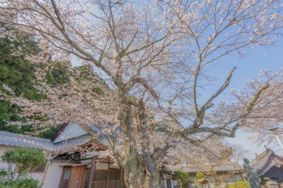本行寺の桜| 