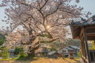 瀬崎集会所の桜| 