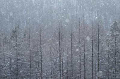 撮影していると、雪が空から静かに舞い降りてきました。雪の前ボケが美しく、幻想的な写真になりました。