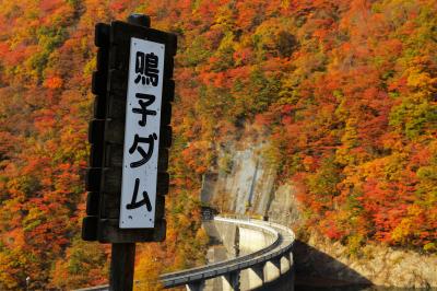 錦秋の鳴子ダム| ダム堤のアールが特徴的な鳴子ダム。紅葉はピークを迎え、太陽の光を浴びた紅葉が眩しいほどに輝いていました。