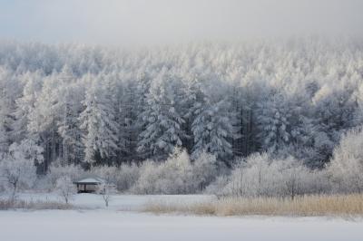 凍結した湖とその奥に広がる霧氷の森。まるで外国にいるような絶景が眼の前に広がっていました。