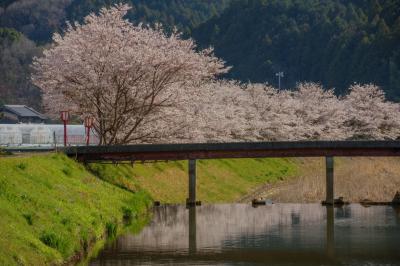宇陀川の桜並木| 