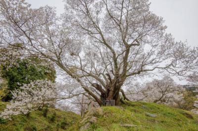 佛隆寺千年桜| 