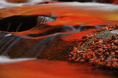 秋の赤| 渓流沿いにあるモミジは真っ赤に紅葉し、それが川面に映り込んでいます。川が真っ赤に染まり、アート的な写真を撮ることができました。