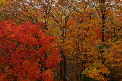 雪割橋周辺の紅葉はピーク。雨が強い日でしたが、しっとりとした紅葉狩りを楽しむことができました。