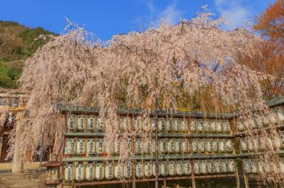 大石神社の桜| 