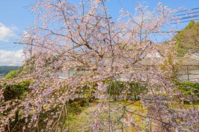 松源院のしだれ桜| 