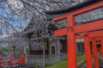 六孫王神社の桜| 