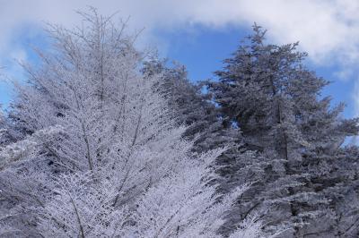 霧氷| 真っ白に凍りついた木が印象的でした。