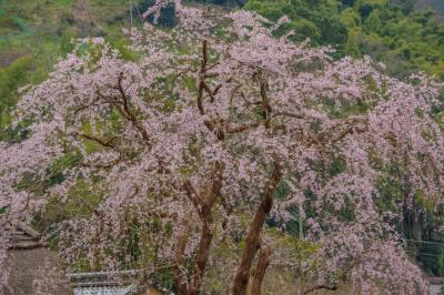 賀名生皇居跡の枝垂桜| 