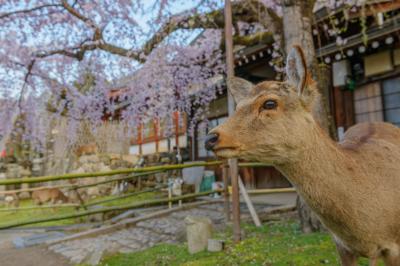 氷室神社のしだれ桜| 