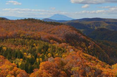 一面の紅葉の先に日本百名山・岩木山の姿が見えました。