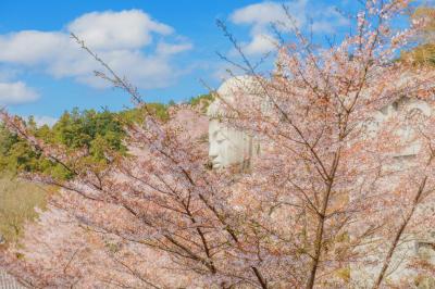 壺阪寺の桜| 