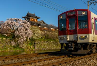電車と桜のコラボレーション| 