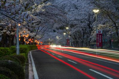 桜レーザービーム| 