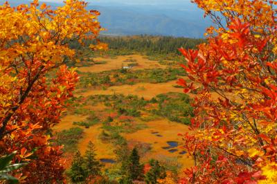 紅葉のフレーム| 登山道横の紅葉をフレームにして毛無岱を撮影。