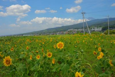 のどかな風景が広がっています。遠方に富士山が見えるのがここの魅力です。