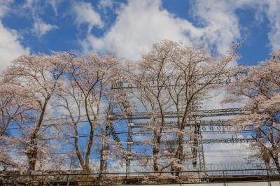 大野駅の桜| 