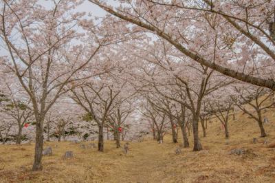 内牧区民の桜| 